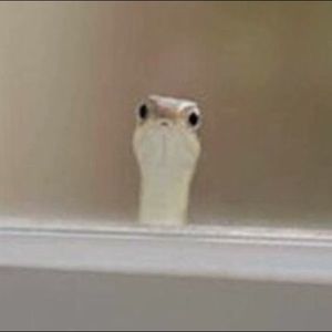 Meet your Posher, Lexie